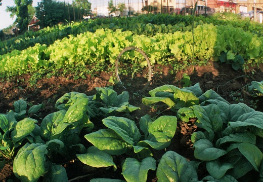 Garden - 3 - Spring Harvest